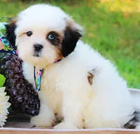 Nook, a female Shihpoo for sale in Greenbrier, AR – 3 of 3