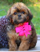 Blossom, a female Shihpoo for sale in Greenbrier, AR – 2 of 3