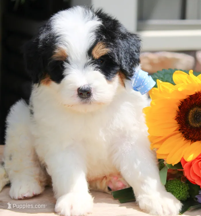 Nate – Miniature Bernedoodle puppy for sale in Greenbrier, AR