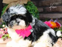 Kiwi, a female Shihpoo for sale in Greenbrier, AR – Photo 1 of 2