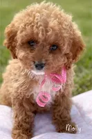 Molly, a female Cavapoo for sale in Greenbrier, AR – Photo 2 of 2