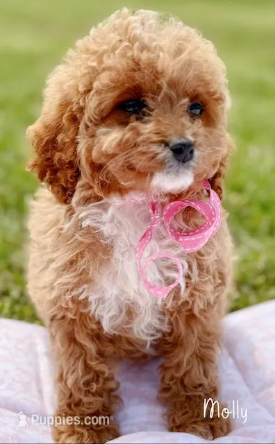 Molly – Cavapoo puppy for sale in Greenbrier, AR