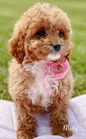 Molly, a female Cavapoo for sale in Greenbrier, AR – Photo 1 of 2