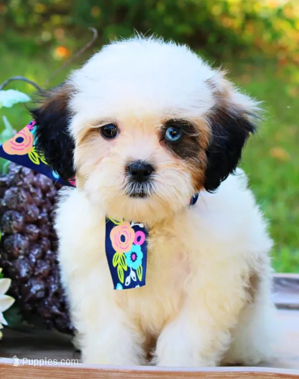 Nook – Shihpoo puppy for sale in Greenbrier, AR