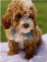 Booker Apricot and White Cavapoo, a male Cavapoo for sale in Greenbrier, AR – Photo 2 of 2