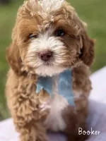 Booker Apricot and White Cavapoo, a male Cavapoo for sale in Greenbrier, AR – Photo 1 of 2