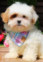 Ringo, a female Shihpoo for sale in Greenbrier, AR – Photo 2 of 2