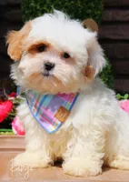 Ringo, a female Shihpoo for sale in Greenbrier, AR – Photo 1 of 2