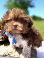 Luke, a male Shihpoo for sale in Greenbrier, AR – 1 of 1