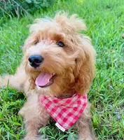 Hulk , a male Goldendoodle for sale in Greenbrier, AR – 3 of 4