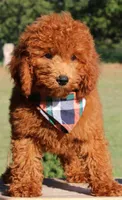 Hank, a male Miniature Goldendoodle for sale in Greenbrier, AR – 2 of 3