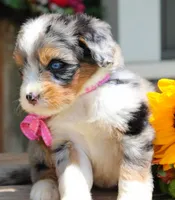 Dimples, a female Miniature Bernedoodle for sale in Greenbrier, AR – 2 of 4
