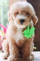 Jerome, a male Goldendoodle for sale in Greenbrier, AR – 2 of 2