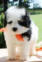 Jax, a male Cavapoo for sale in Greenbrier, AR – 2 of 5