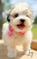 Ivy, a female Shichon for sale in Greenbrier, AR – 1 of 3