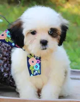 Nook, a female Shihpoo for sale in Greenbrier, AR – 2 of 3