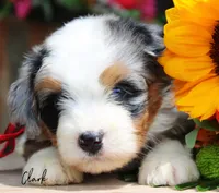 Clark, a male Miniature Bernedoodle for sale in Greenbrier, AR – 2 of 3