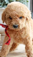 Toffee, a male Goldendoodle for sale in Greenbrier, AR – 2 of 3