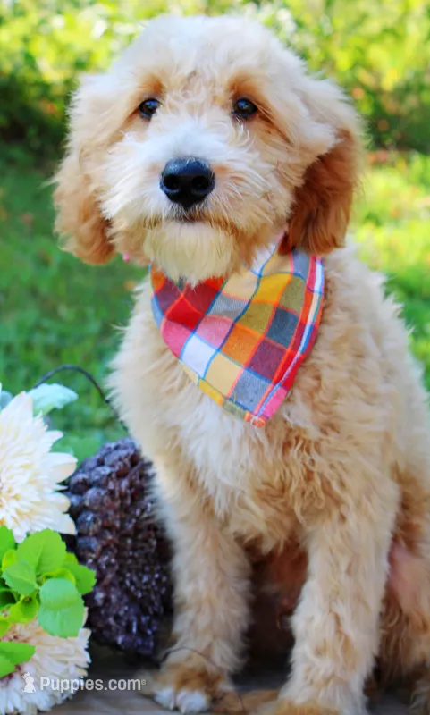 Jerome – Goldendoodle puppy for sale in Greenbrier, AR