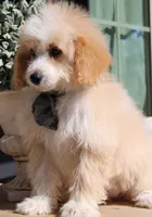 Maple, a female Miniature Bernedoodle for sale in Greenbrier, AR – 2 of 3