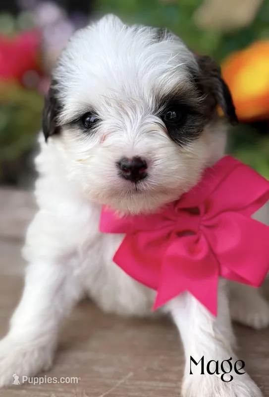 Mage – Miniature Bernedoodle puppy for sale in Greenbrier, AR