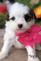 Mage, a female Miniature Bernedoodle for sale in Greenbrier, AR – 1 of 1