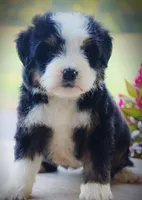 Costco, a male Miniature Bernedoodle for sale in Greenbrier, AR – 3 of 3