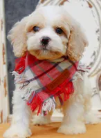 Biscuit, a male Cockapoo for sale in Greenbrier, AR – 2 of 3