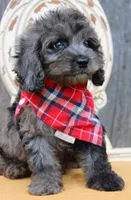 Coby, a male Cockapoo for sale in Greenbrier, AR – 5 of 5