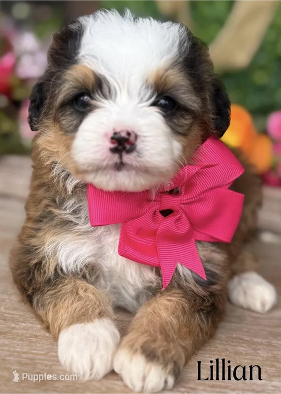 Lillian the Sable Mini Bernedoodle – Miniature Bernedoodle puppy for sale in Greenbrier, AR