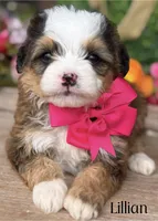 Lillian the Sable Mini Bernedoodle, a female Miniature Bernedoodle for sale in Greenbrier, AR – Photo 1 of 3