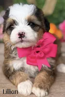Lillian the Sable Mini Bernedoodle, a female Miniature Bernedoodle for sale in Greenbrier, AR – Photo 3 of 3