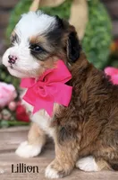 Lillian the Sable Mini Bernedoodle, a female Miniature Bernedoodle for sale in Greenbrier, AR – Photo 2 of 3