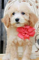 Taffy, a female Miniature Goldendoodle for sale in Greenbrier, AR – 2 of 3