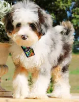 Birdie , a female Miniature Bernedoodle for sale in Greenbrier, AR – 1 of 4