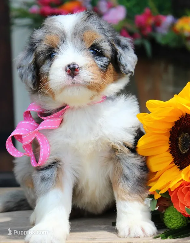 Dimples – Miniature Bernedoodle puppy for sale in Greenbrier, AR