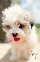 Ivy, a female Shichon for sale in Greenbrier, AR – 2 of 3