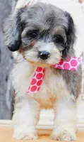Bluebell, a female Cockapoo for sale in Greenbrier, AR – 2 of 4