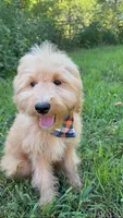 Mav, a male Goldendoodle for sale in Greenbrier, AR – 3 of 4