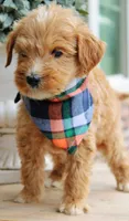 Bourbon, a male Goldendoodle for sale in Greenbrier, AR – 2 of 3