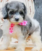 Bluebell, a female Cockapoo for sale in Greenbrier, AR – 3 of 4