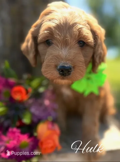 Hulk – Goldendoodle puppy for sale in Greenbrier, AR