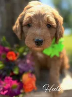 Hulk, a male Goldendoodle for sale in Greenbrier, AR – 1 of 2
