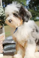 Birdie , a female Miniature Bernedoodle for sale in Greenbrier, AR – 3 of 4