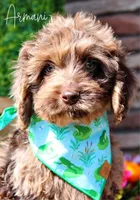 Armani, a male Cockapoo for sale in Greenbrier, AR – Photo 1 of 2