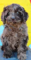 Armani, a male Cockapoo for sale in Greenbrier, AR – Photo 1 of 2