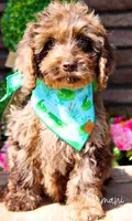 Armani, a male Cockapoo for sale in Greenbrier, AR – Photo 2 of 2