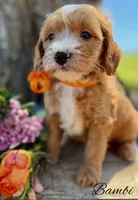 Bambi, a female Goldendoodle and Miniature Goldendoodle for sale in Greenbrier, AR – 2 of 2