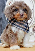 Rolo, a male Cockapoo for sale in Greenbrier, AR – 3 of 4