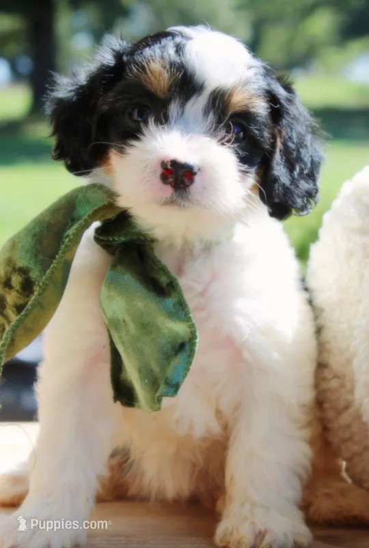 Abby – Cavapoo puppy for sale in Greenbrier, AR